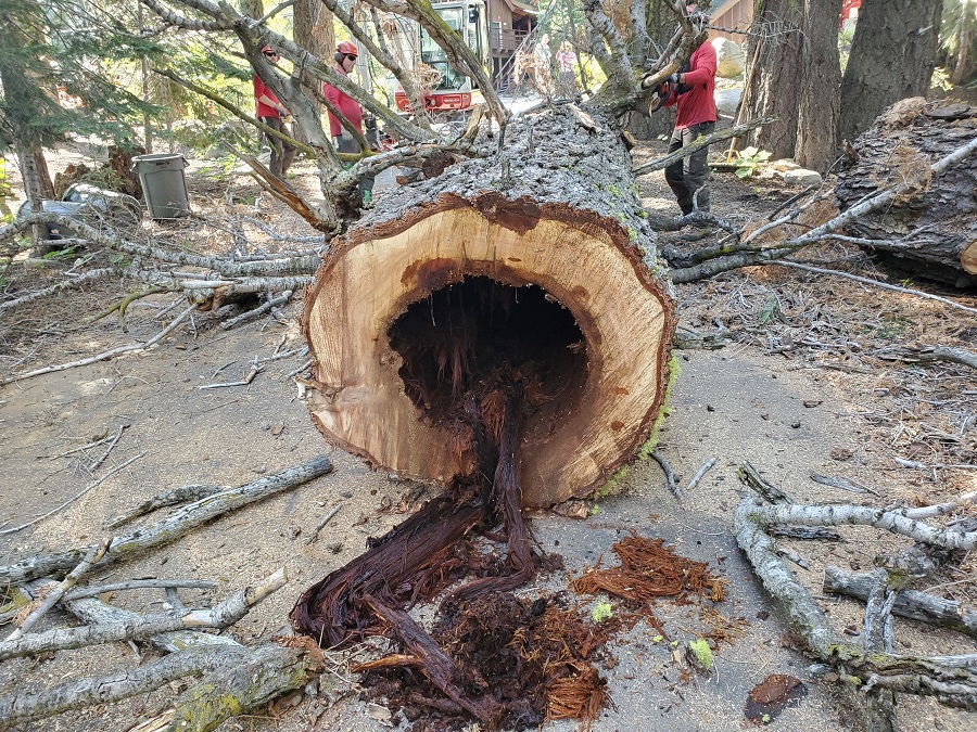 tree removal of dead diseased trees amazing photo do not try this yourself expert professionals