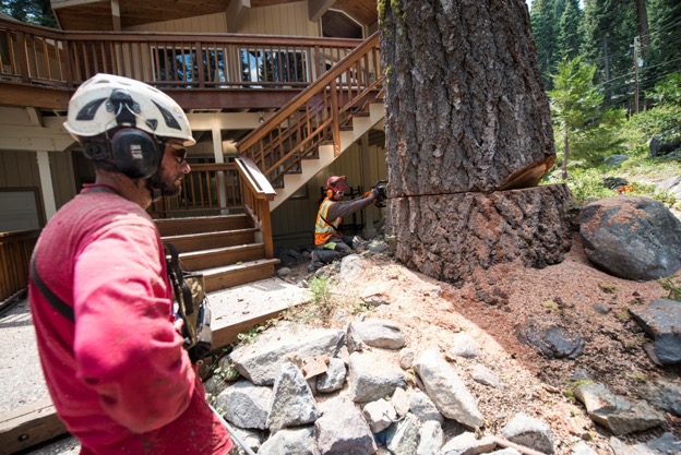 image of very large tree removal next to house in North Lake Tahoe