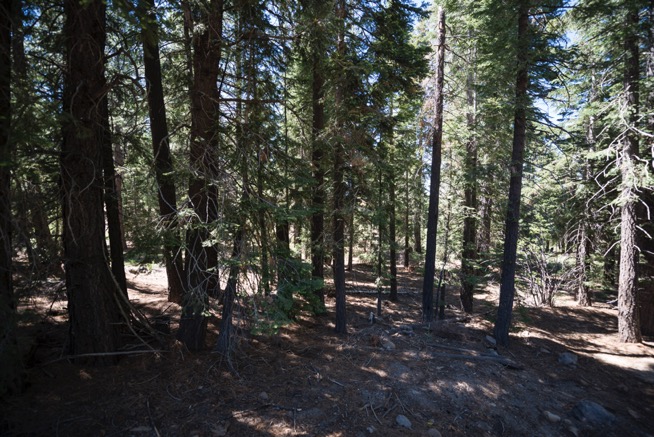 land clearing tree services dense fire danger dark forest Lake Tahoe image