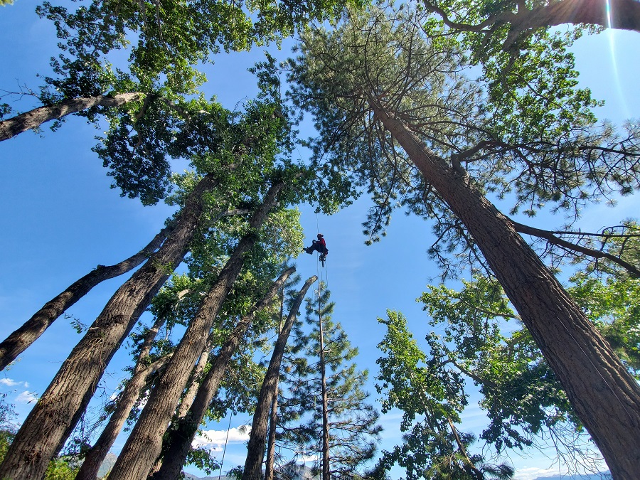 spikeless tree pruning in North Lake Tahoe, Tahoe City image of certified professional arborist