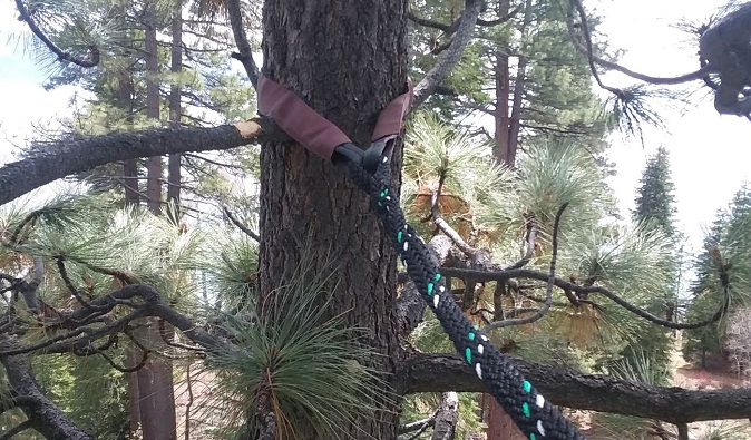 image of construction project tree preservation cable in Truckee North Lake Tahoe City area