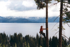 tree service in tahoe city