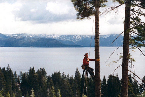 photo of tree removal by certified professional arborist in Lake Tahoe Truckee area