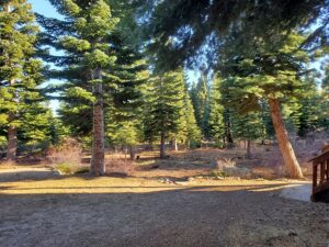 tree service in homewood