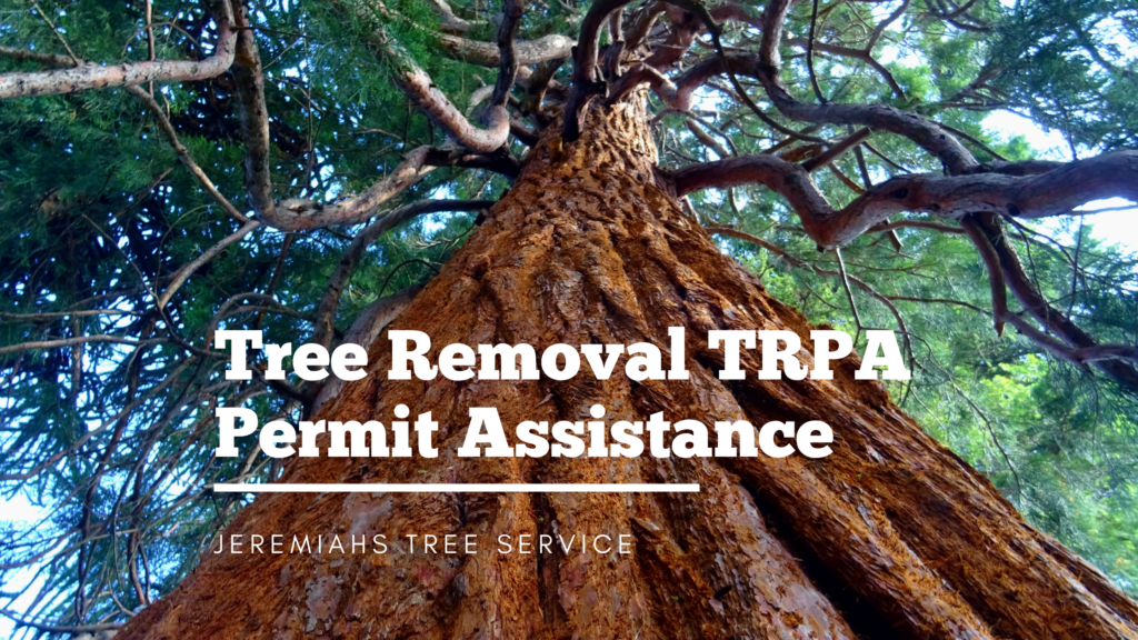 Tree Removal TRPA Permit Assistance