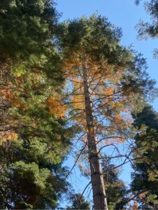defensible space for short term rentals