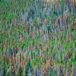 pine tree bark damaged by bark beetles in Lake Tahoe