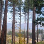 spring tree climbing inspection