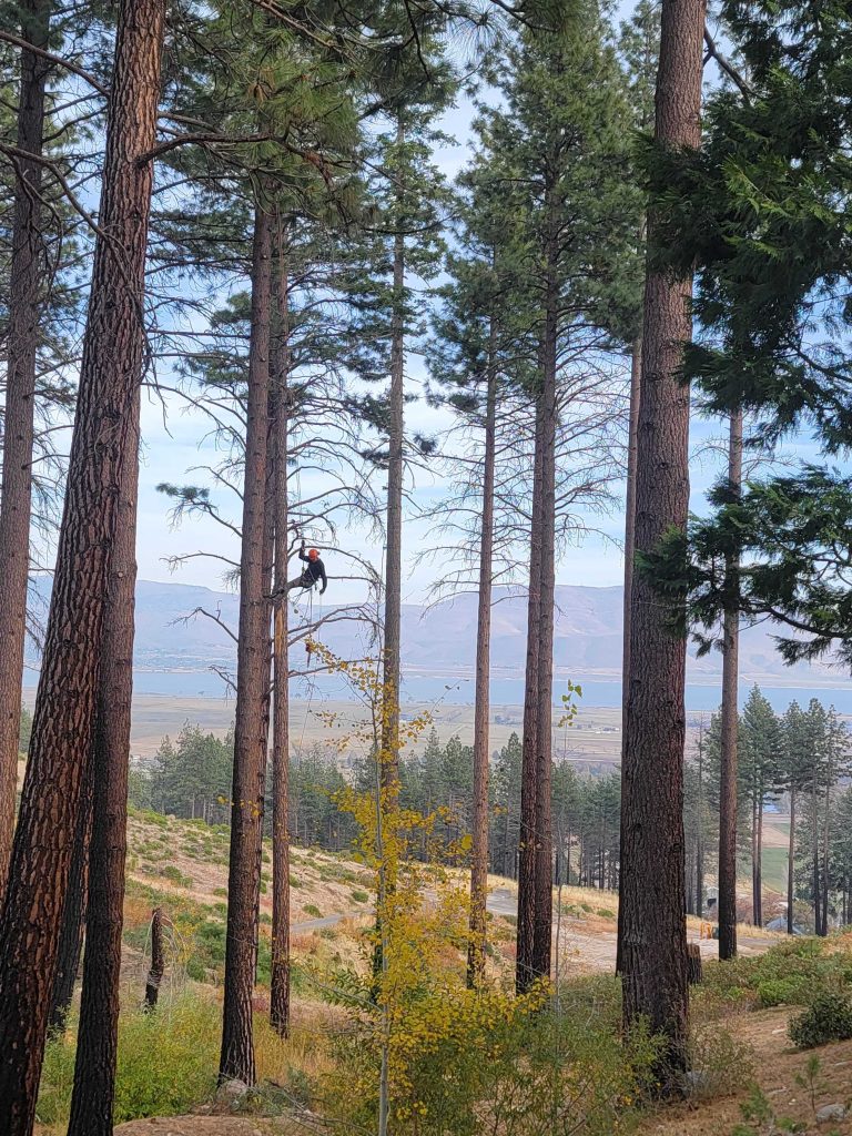 spring tree climbing inspection
