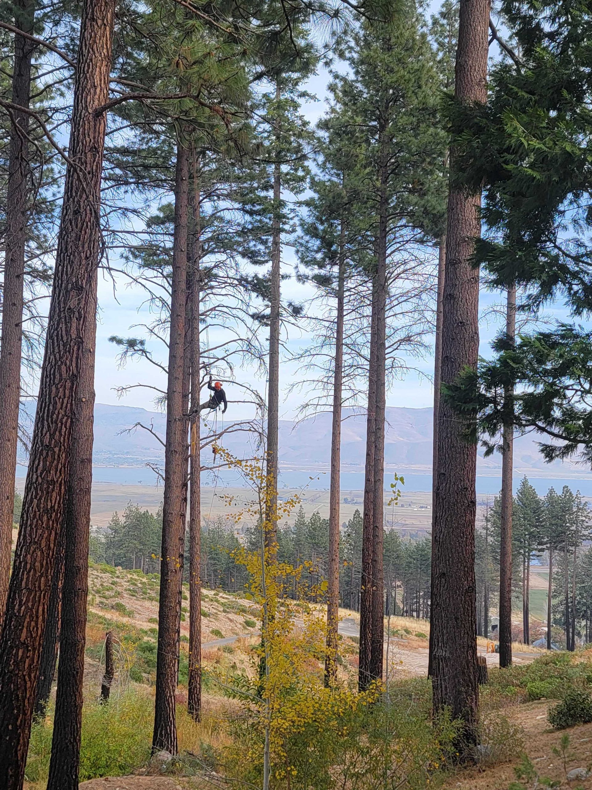 spring tree climbing inspection