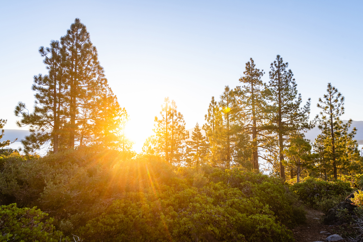 dead or decaying trees